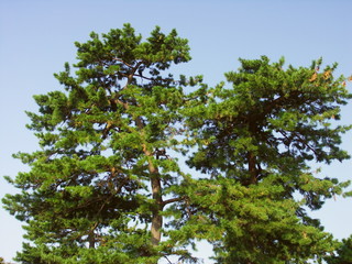 秋空背景の神社のクロマツの木