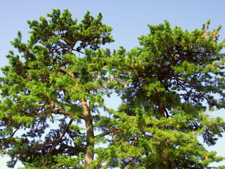 Fototapeta na wymiar 秋空背景の神社のクロマツの木