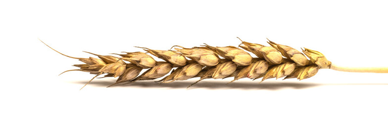 spikelet of rye on a white background