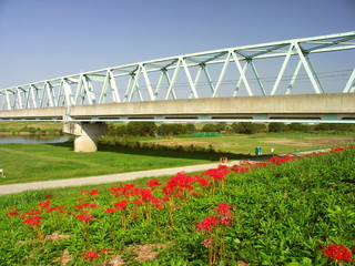 土手に咲く彼岸花と鉄橋のある河川敷風景