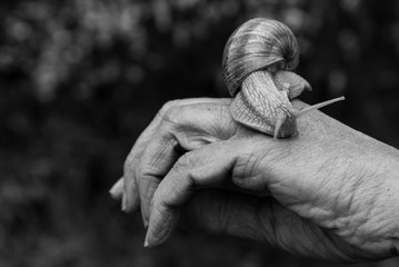 un gros escargot de Bourgogne sur une main
