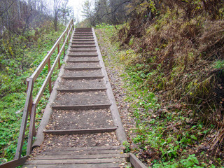 Staircase in the forest rises. Logs, boards. Dense thickets. Autumn.