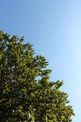 Hardwood treetop and sunny sky
