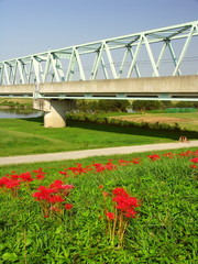 土手に咲く彼岸花と鉄橋のある河川敷風景