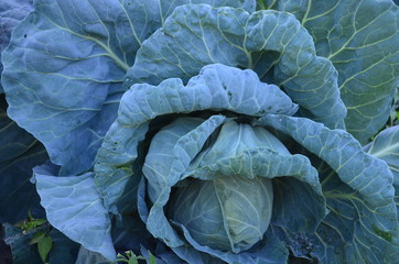 green leaves of curly cabbage in the garden