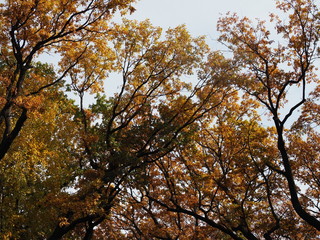 Beautiful view from the bottom up on the crowns of oak trees in the Golden autumn.