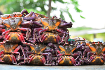 Colorful crabs for sale at the outdoor food market in Ecuador