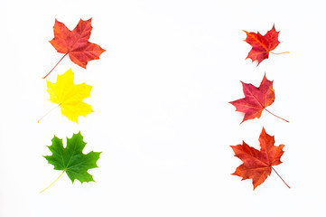 Autumn maple leaves.