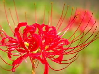 野に咲く曼殊沙華
