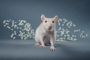 Young downy rat with small white flowers on a gray background