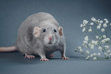 Thick cute rat blue color with round ears on a gray background near white flowers