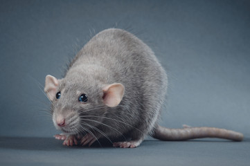 Graceful rat posing on a gray background