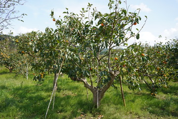 Fototapeta na wymiar 収穫時期の柿の木