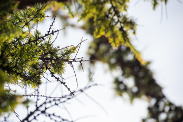 Abstract background with green branch conifer is close, soft focus