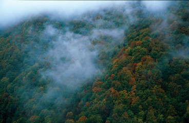 Fototapeta na wymiar The mountain forest in fog after autumn rain