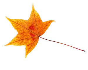 Close-up of red and yellow autumn leaf isolated on white.