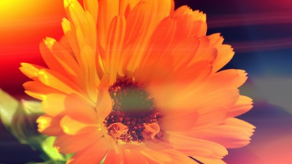 Abstract flower light