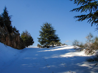 Arz al Barouk Lebanon cedars snow season