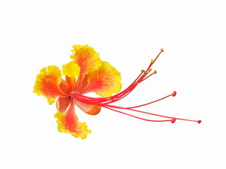 Pride of Barbados (Caesalpinia pulcherrima) isolated on white background, known as Red Bird of...