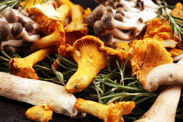 variety of raw mushrooms on wooden dark table. oyster and other fresh mushrooms.