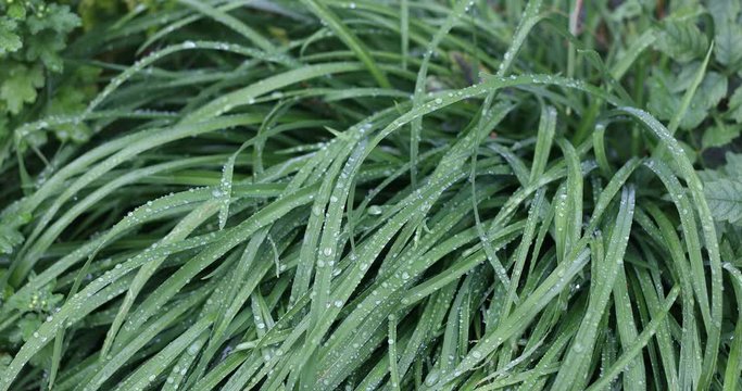Raindrops fall on the daylily leaves.