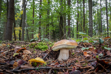 Edible mushroom boletus edulis in autumn forest