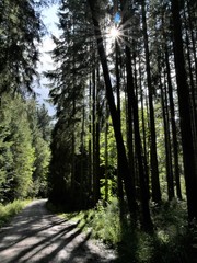 Obraz premium Wald