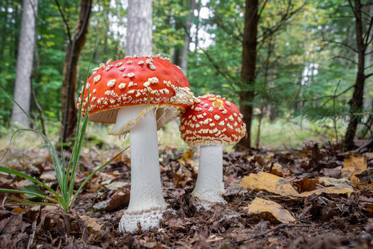Amazing Amanita muscaria in forest - poisonous toadstool