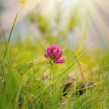 Red clover flower in the sun. Nature Protection Concept.