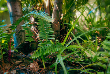 Jungle floor in Vietnam around Hoi An in 2019