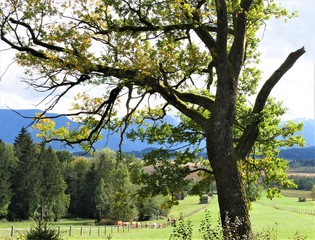 Obraz premium Indian Summer