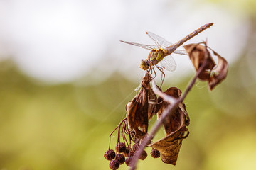 Libelle auf einem abgestorbenen Ast, mit trockenen Fr&uuml;chten und Bl&auml;ttern.