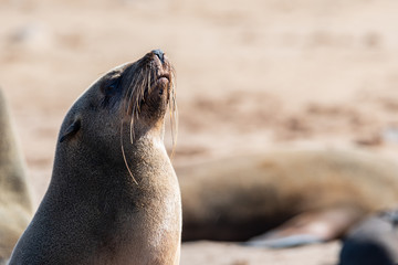 AMAZING NATURE AND ANIMALS IN NAMIBIA