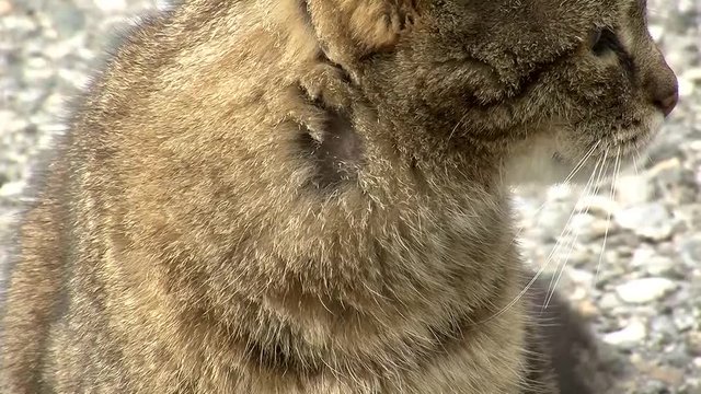 Ein zartes "miau" vom grau getigerten Kater (Nahaufnahme)
