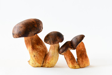 Boletus mushrooms isolated on white background.