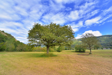Fototapeta premium trees in a meadow in alpine valley