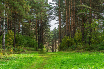 pine trees in the forest and green meadow