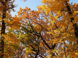 Beautiful view from the bottom up on the crowns of oak trees in the Golden autumn.