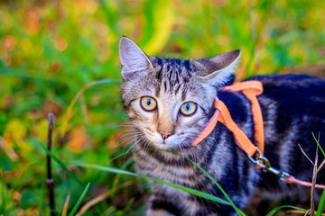Domestic cat for a walk in the autumn park. Home pet. Cat and autumn. Bengal cat kitten.