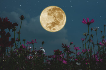 Dark cosmos flower with full moon at night.