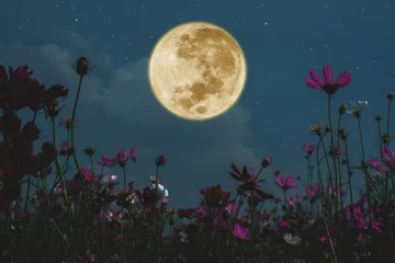 Fotobehang Volle maan Dark cosmos flower with full moon at night.