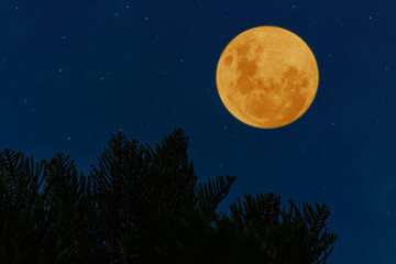 Fototapeta na wymiar Full blood moon with silhouette leaves of pine at night.
