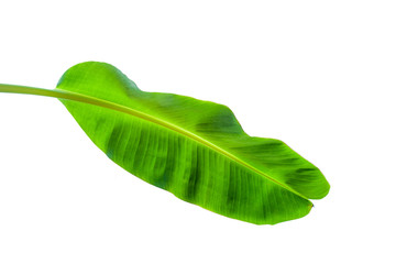 Fototapeta premium Beautiful tropical green banana leaf isolated on white background with clipping path for design elements, summer background