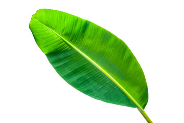 Obraz premium Beautiful tropical green banana leaf isolated on white background with clipping path for design elements, summer background