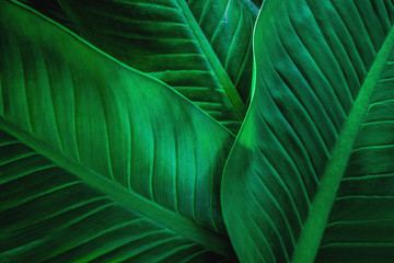 Obraz na płótnie Canvas abstract green leaf texture, nature background, tropical leaf