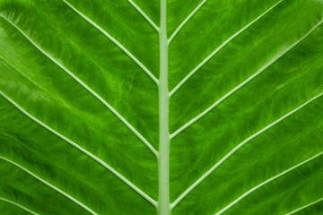 abstract green leaf texture, nature background, tropical leaf