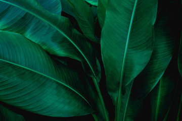 Obraz premium green leaf texture, dark green foliage nature background, tropical leaf