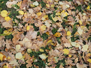 A grass lawn covered with fallen leaves.