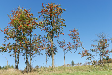 Ebereschen oder Vogelbeeren mit Früchten