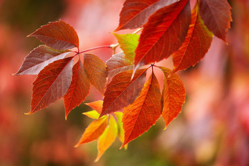 red autumn leaves